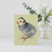 Turkey Poult Blue Slate Postkarte (Stehend Vorderseite)