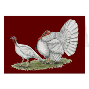 Turkeys White Holland