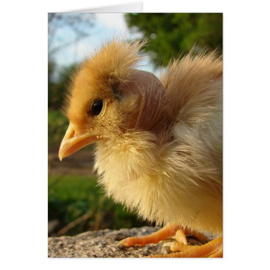 Turkin Chick (Vorne)