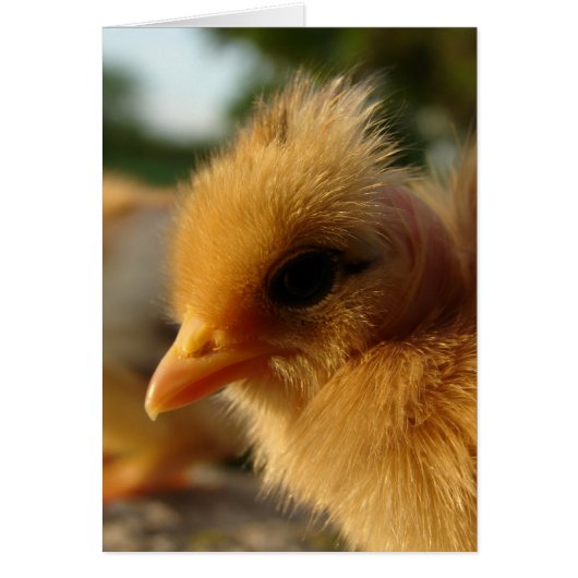 Turkin Chick (Vorne)