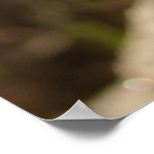 Turkin Chick Poster (Ecke)