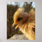 Turkin Chick Poster (Vorne)