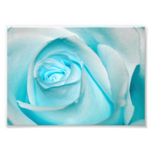 Türkis-Eis-Rose Fotodruck