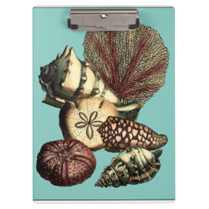 Türkis-Muschel und rote Korallen-Sammlung Klemmbrett