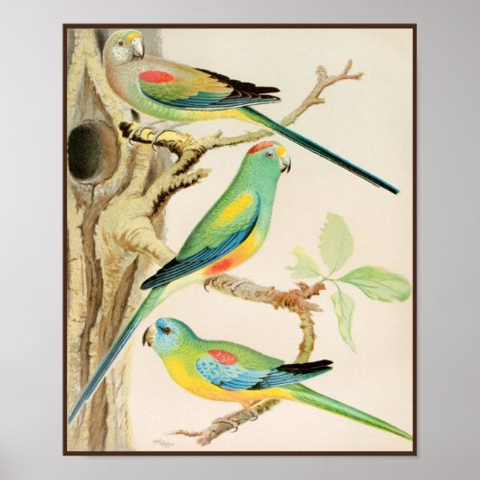 Türkis Parakeet Poster (Vorne)