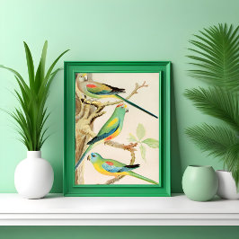 Türkis Parakeet Poster