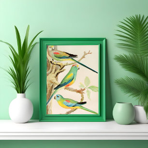Türkis Parakeet Poster