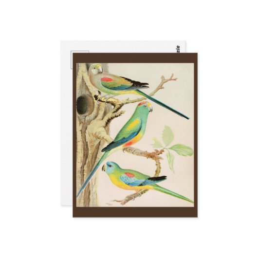 Türkis Parakeet Postkarte (Vorderseite/Rückseite Beispiel)