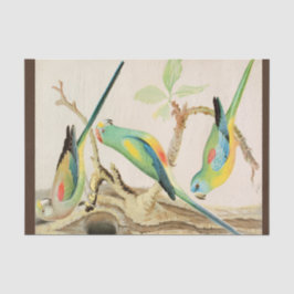 Türkis Parakeet Seidenpapier