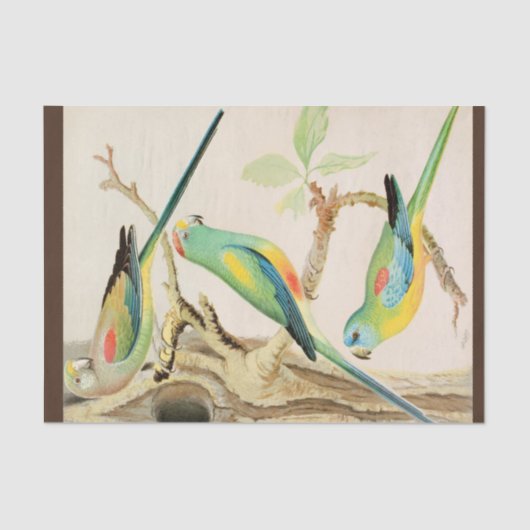 Türkis Parakeet Seidenpapier (Vorderseite)