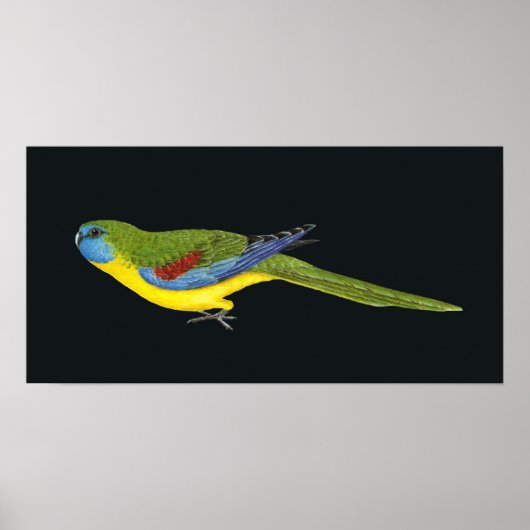 Türkis Parrot - Neophema pulchella Poster (Vorne)