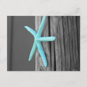 Türkis-Starfish-Küste Postkarte