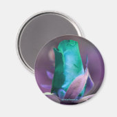 Türkisblaue Rosenknospe-Blumenfotografie-Magnet Magnet (Vorderseite/Rückseite)