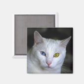 Türkisch Angora Cat Magnet (Vorderseite/Rückseite)