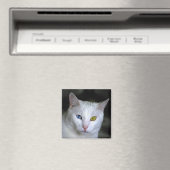 Türkisch Angora Cat Magnet (In Situ (Geschirrspüler))