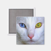 Türkisch Angora Cat Odd Eyes Magnet (Vorderseite/Rückseite)