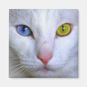 Türkisch Angora Cat Odd Eyes Magnet