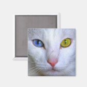Türkisch Angora Cat Odd Eyes Magnet (Vorderseite/Rückseite)