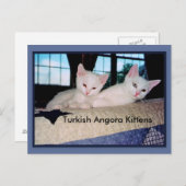 Türkisch Angora Kittens Postcard Postkarte (Vorne/Hinten)