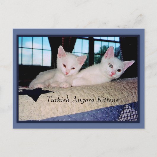 Türkisch Angora Kittens Postkarte (Vorderseite)
