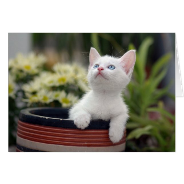 Türkisch White Kitten (Vorderseite (Horizontal))