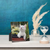 Türkisch White Kitten Fotoplatte (InSitu)