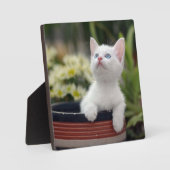 Türkisch White Kitten Fotoplatte (Vorderseite)