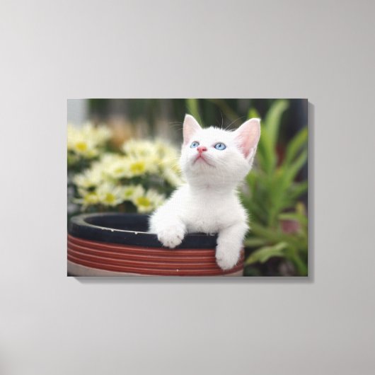 Türkisch White Kitten Leinwanddruck (Vorderseite)