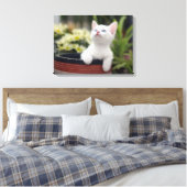 Türkisch White Kitten Leinwanddruck (Insitu (Schlafzimmer))