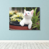 Türkisch White Kitten Leinwanddruck (Insitu (Holzboden))
