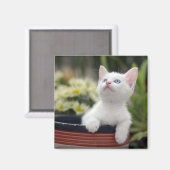 Türkisch White Kitten Magnet (Vorderseite/Rückseite)