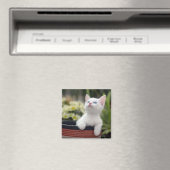 Türkisch White Kitten Magnet (In Situ (Geschirrspüler))