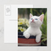 Türkisch White Kitten Postkarte (Vorne/Hinten)