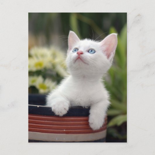 Türkisch White Kitten Postkarte (Vorderseite)