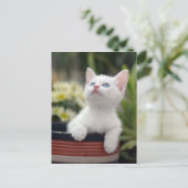Türkisch White Kitten Postkarte (Stehend Vorderseite)