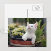 Türkisch White Kitten Postkarte (Vorne/Hinten)
