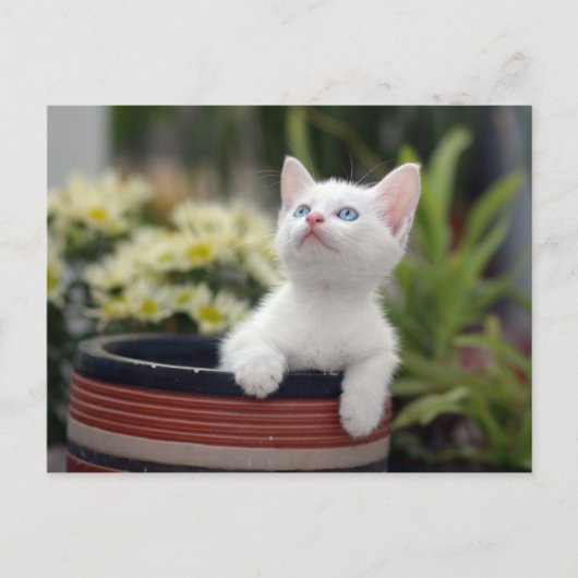 Türkisch White Kitten Postkarte (Vorderseite)