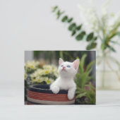 Türkisch White Kitten Postkarte (Stehend Vorderseite)