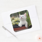 Türkisch White Kitten Quadratischer Aufkleber (Umschlag)