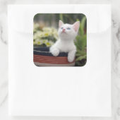 Türkisch White Kitten Quadratischer Aufkleber (Tasche)