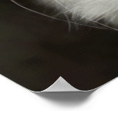 Türkische ANGORA CAT Poster (Ecke)