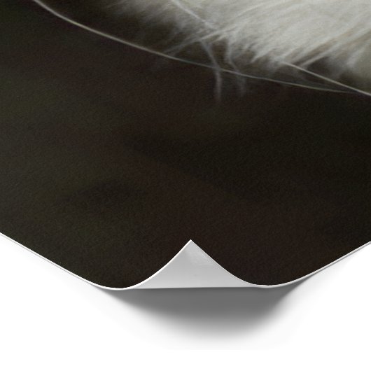 Türkische ANGORA CAT Poster (Ecke)