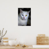 Türkische Angora-Katze mit unübertroffenem Augenpl Poster (Küche)