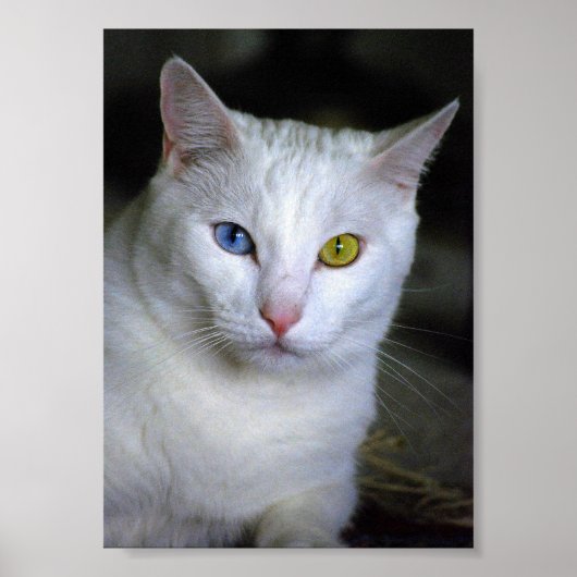 Türkische Angora-Katze mit unübertroffenem Augenpl Poster (Vorne)