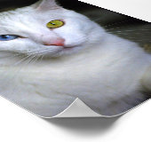 Türkische Angora-Katze mit unübertroffenem Augenpl Poster (Ecke)