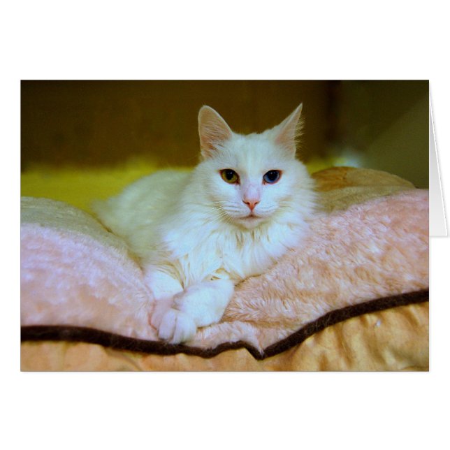 Türkische Angora Princess Cat Card (Vorderseite (Horizontal))