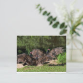 Türkische Geier mit ausgedehnten Flügeln Postkarte (Stehend Vorderseite)