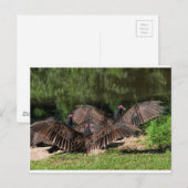 Türkische Geier mit ausgedehnten Flügeln Postkarte (Vorne/Hinten)