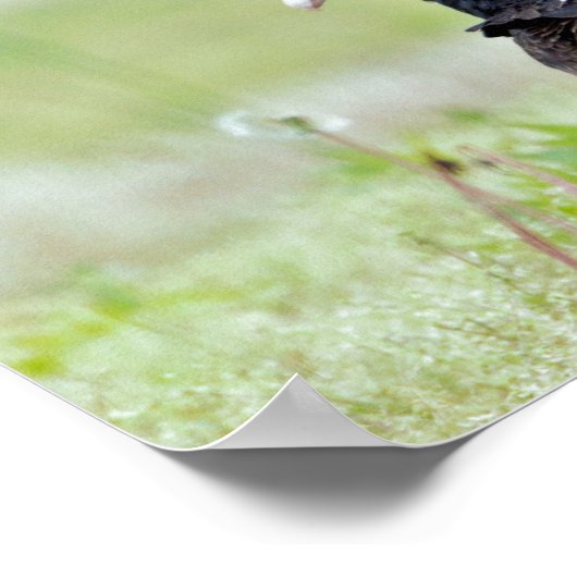 Türkische Geier Poster (Ecke)