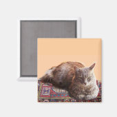 TÜRKISCHE KATZE AUF DEM ALTEN KARPET MAGNET (Vorderseite/Rückseite)